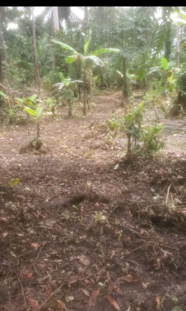 Prepared patch of land with trees and vegetation around it