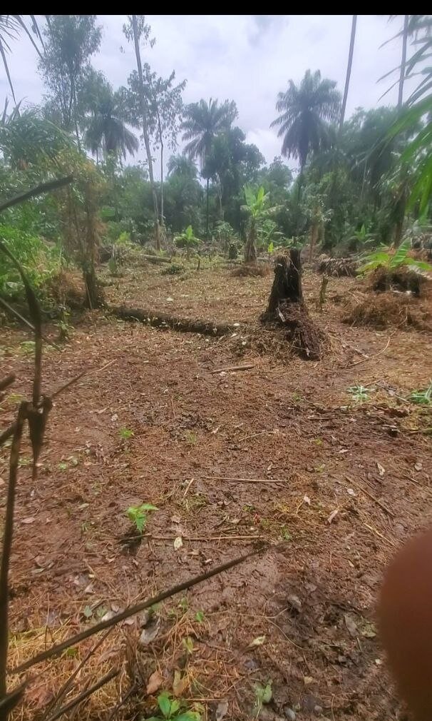 A recently cleared section of the FORASTERO agricultural site in Nigeria