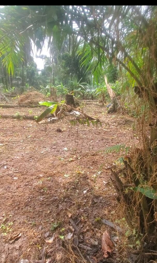 Cleared ground and surrounding vegetation at the project site