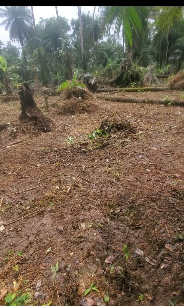 A section of cleared agricultural land