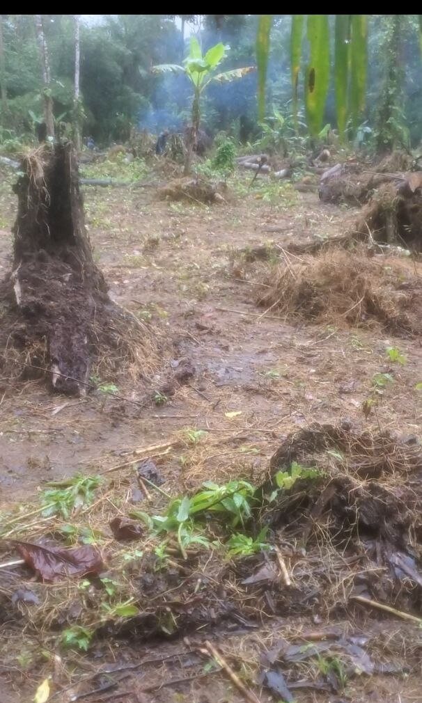 Land preparation among existing trees and vegetation